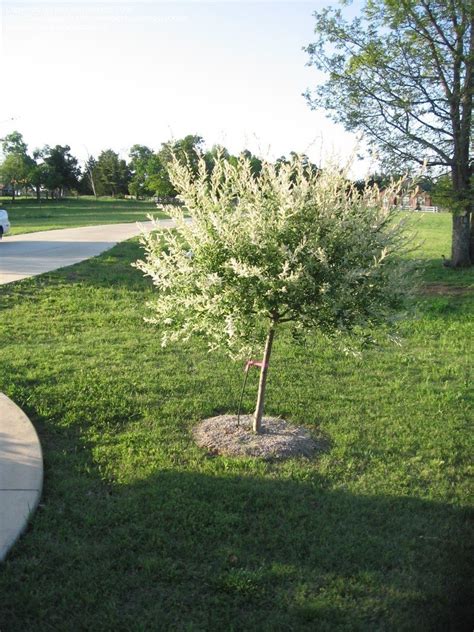 We did not find results for: PlantFiles Pictures: Nishiki Willow, Dappled Willow ...