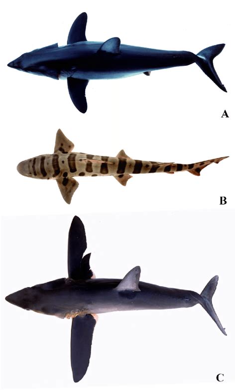 Dorsal Views Of Different Sharks Showing The Small Pectoral Fi Ns A