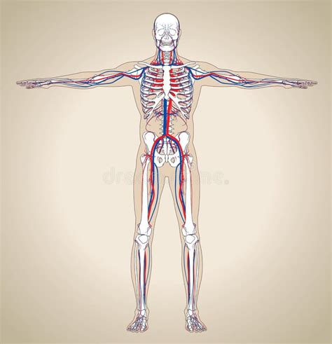 Illustrazione 3d Del Sistema Interno Umano Apparato Circolatorio