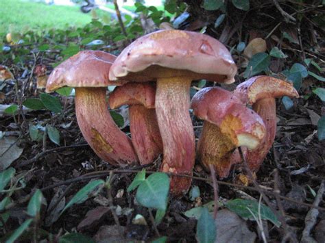 Houston Boletus Edible Mushroom Hunting And
