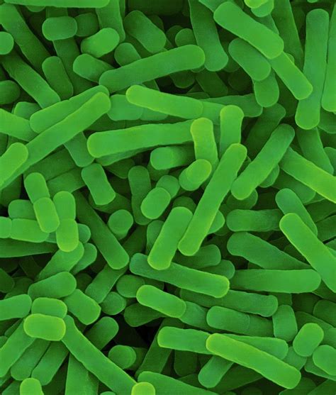 Lactobacillus Bulgaricus Photograph By Dennis Kunkel Microscopyscience
