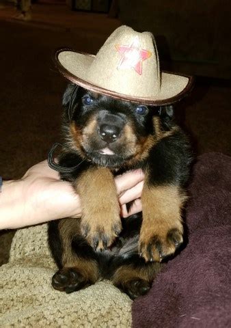 The temperament of the rottweiler is largely based on its owner, and its owner's willingness to properly socialize the dog as a puppy. Rottweiler puppy dog for sale in kennewick, Washington