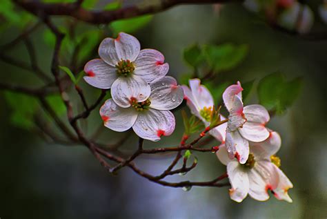 Buy virginia fruit trees, palm, shade tree, grapevines, berry plants, flowering tree, nut tree & bamboo plants. State Flower and Tree of Virginia: Dogwood | After all, I ...