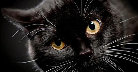 ¿por Qué Se Dice Que Los Gatos Negros Dan Mala Suerte Y Cómo Surgió