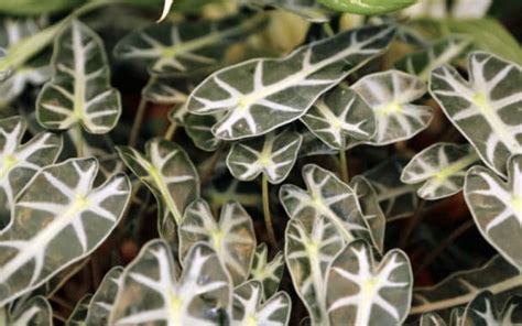 14 Beautiful Plants With Waxy Leaves Photos