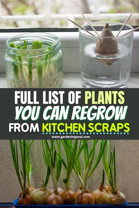 Full List Of Plants You Can Regrow From Kitchen Scraps In 2020 Plants