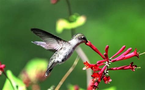 How (and Why) to Attract Hummingbirds to Your Garden | How to attract hummingbirds, How to ...