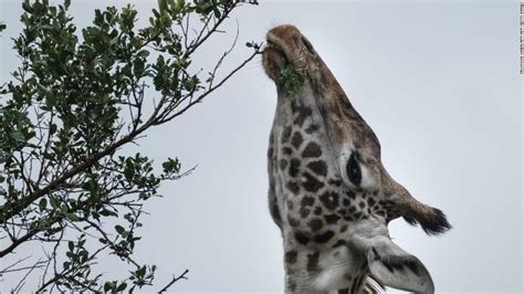 Giraffes Endangered Species Status Considered By The United States