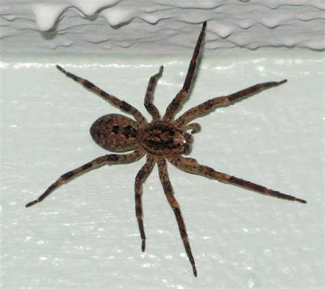 Spiders Of Northern California Wolf Spider