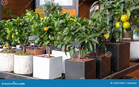 Decorative Small Citrus Trees In The Pots At The Greek Garden Shop In