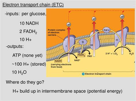 The three inputs of photosynthesis are carbon dioxide, water and sunlight. PPT - Lecture 6 Outline (Ch. 9) PowerPoint Presentation ...