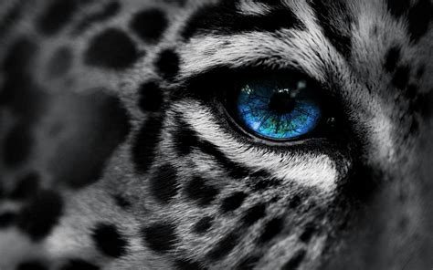 Leopard Full Hd Wallpaper And Background Image 1920x1200 Id184801