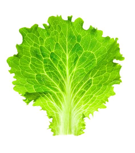 Fresh Lettuce One Leaf Isolated On White Stock Image Image Of Cooking