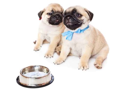 🦴 Best Food For Pug Puppies And Pug Dog Food 2021 🦴 Goodpuppyfood