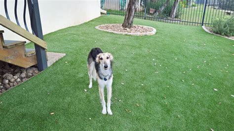 What Is The Best Artificial Grass For Dogs