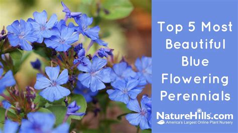 Top 5 Most Beautiful Blue Flowering Perennials