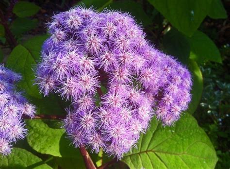 Eupatorium Megalophyllum Purple Mist Flower Photos And Information
