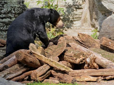 We did not find results for: Koeln - Zoologischer Garten - Juli 2013 - Klaus ...