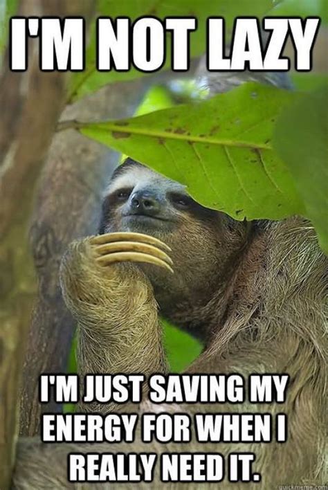 Sloth Funny Cute Sloths Funny Cute Sloth Pictures Sloth Meme