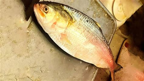 The River And The Fish How Padma Hilsa Lives Up To Its Hype