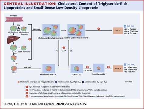 Triglyceride Rich Lipoprotein Cholesterol Small Dense Ldl Cholesterol And Incident