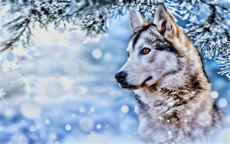Download Wallpapers Husky Dog Winter Cute Animals Close Up Hdr