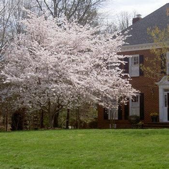 Maybe you would like to learn more about one of these? Flowering Trees & Small Ornamental Trees Perfect for Your ...