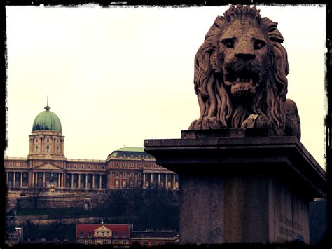 One Of The Lions Of The Szechenyi Bridge Chain Bridge With The Dome