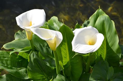 Calla Lily Leaves Turning Yellow Gardential Com