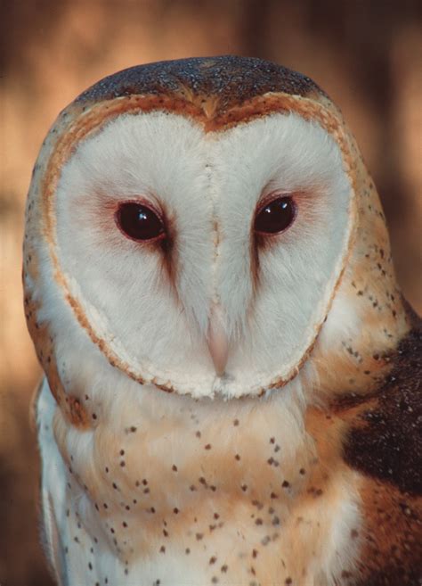 Owls Floridas Remarkable Nocturnal Birds Of Prey Panhandle Outdoors
