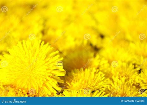 Yellow Dandelion Stock Image Image Of Flower Design 10397385