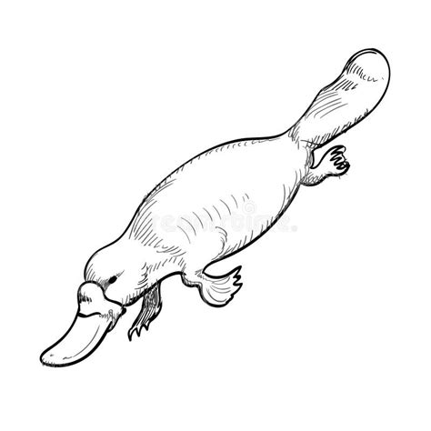 Australian Animal Platypus In Doodle Style Vector Illustration Stock