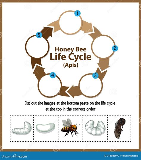 Diagram Showing Life Cycle Honey Bee Apis Vector Image My Xxx Hot Girl