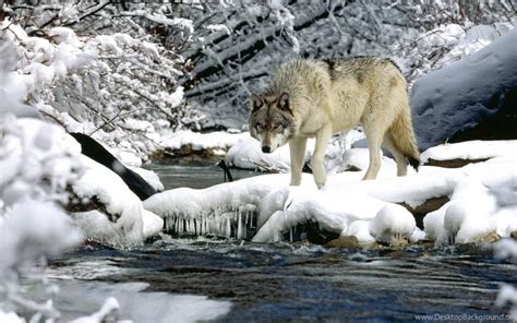 Download Wallpapers 3840x2400 Water River Snow Spring Wolf