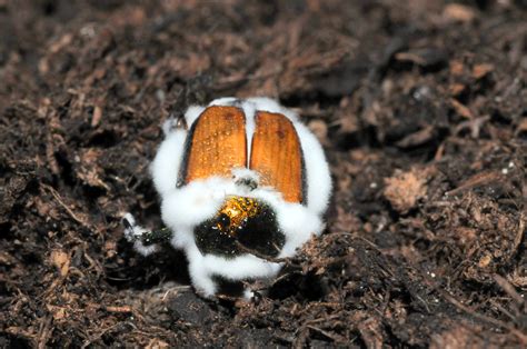 United In The Fight Against Japanese Beetle Textilefuture