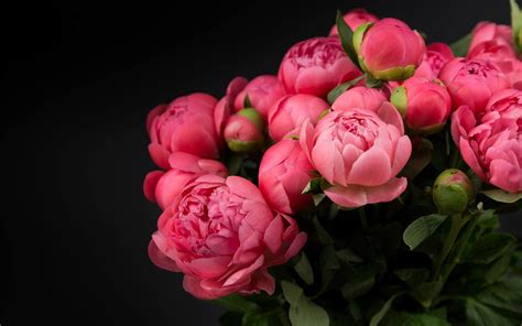 Pink Peonies Image Id 246686 Image Abyss