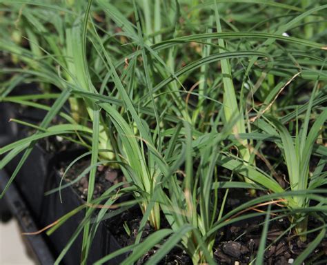 Carex Glauca Blue Cascade Pbr