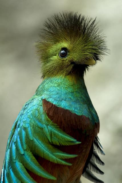 Quetzal Flickr Photo Sharing