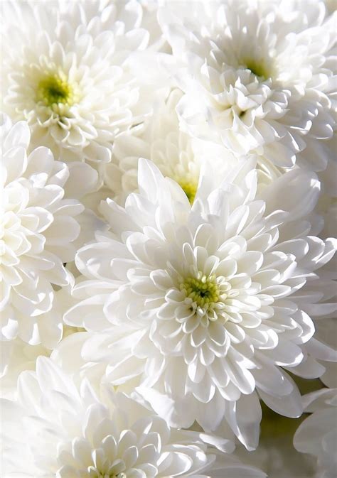 El Top 100 Imagen Tipos De Flores Blancas Abzlocalmx