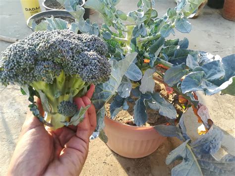 How To Grow Good Size Broccoli In Pots Containers Happy