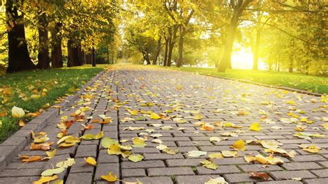 Path With Yellow Leaves Between Green Trees In Park 4k Hd Nature