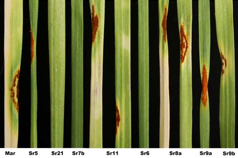 Filestem Rust On Differential Lines Wheat Wikipedia