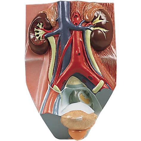 3b Scientific Ve325 Male Urinary System Model Male 34x Life Size