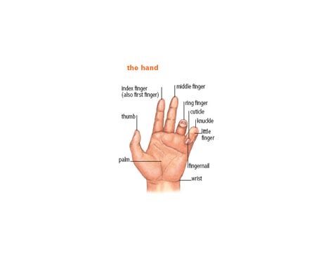 Finger1 Noun Definition Pictures Pronunciation And