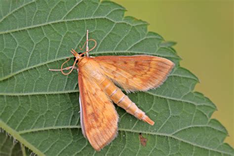 Types Of Moths In Georgia