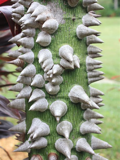 It grows to a height of about 15 metres (50 feet). Pink Silk Floss Tree (chorisia speciosa) - Urban Perennials