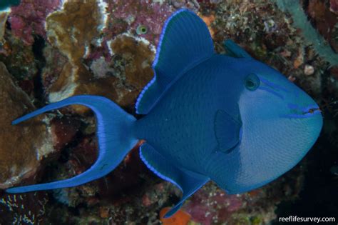 Odonus Niger Red Tooth Triggerfish Reef Life Survey