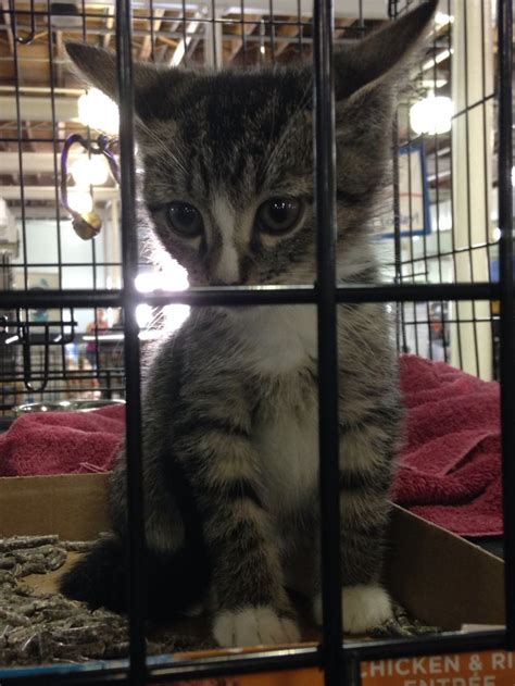 Adopt me at the Jacksonville Mega adoption #jaxmega # ...