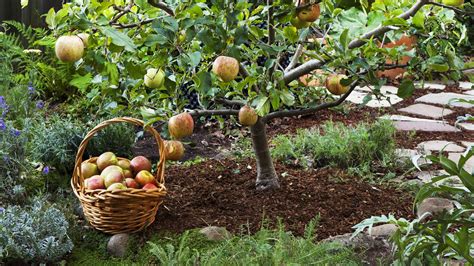 7 Of The Best Fruit Trees To Grow At Home Garden Lovers