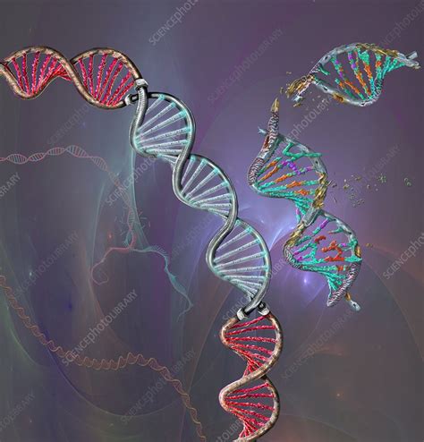 Genetic Repair Conceptual Illustration Stock Image C0549237